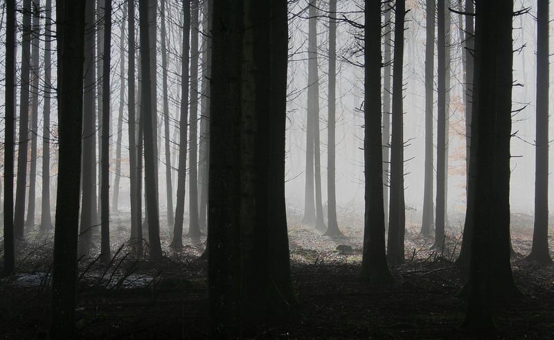 Whispering Woods Photography